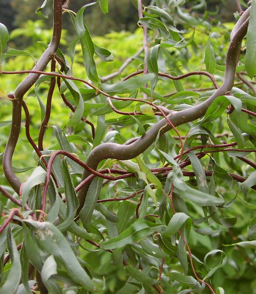 Salix alba 'Dart's Snake'